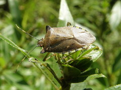Pentatoma semiannulata