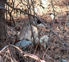 Coccothraustes coccothraustes