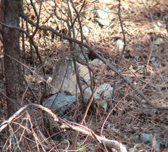 Coccothraustes coccothraustes