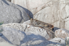 Bryodemella tuberculata