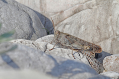 Bryodemella tuberculata