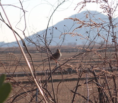 Emberiza elegans