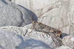 Bryodemella tuberculata