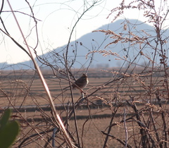 Emberiza elegans