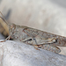 Speckled Buzzing Grasshopper - Photo (c) Christoph Moning, some rights reserved (CC BY)