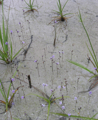 Utricularia minutissima