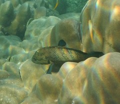 Cephalopholis polyspila