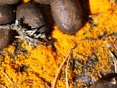 Byssonectria terrestris