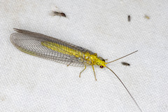 Calochrysa extranea