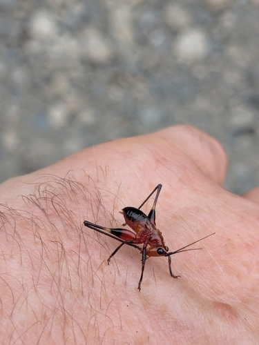 Conocephalus melaenus