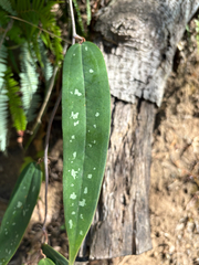 Smilax glabra, photograph (c) 黃美滿, some rights reserved (CC BY)