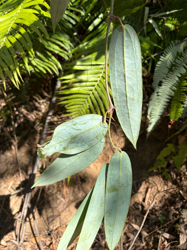 Smilax glabra, photograph 4