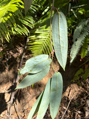 Smilax glabra, photograph (c) 黃美滿, some rights reserved (CC BY)