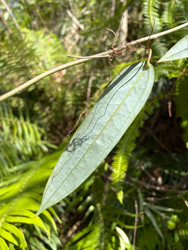 Smilax glabra, photograph 3