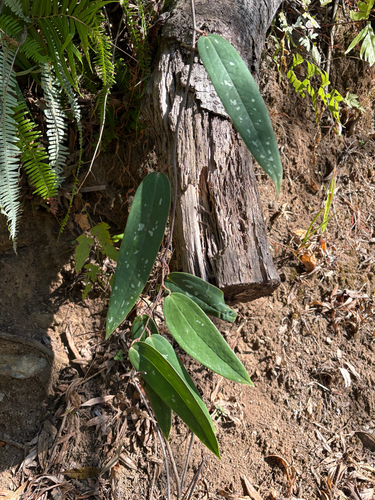 Glabrous Greenbrier (Smilax glabra)