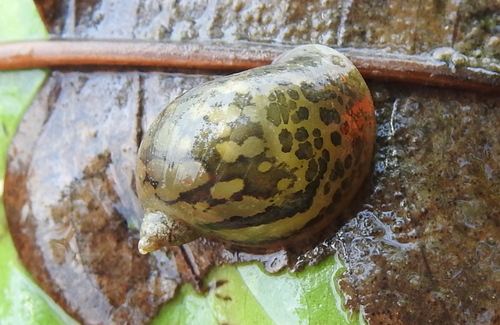 Wandering Snail