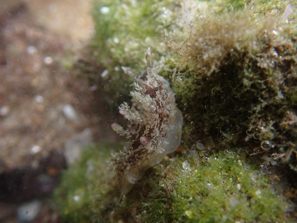 Filigreed Lightbulb Dorid