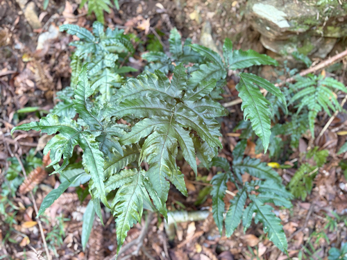 Tectaria subtriphylla, photograph 6