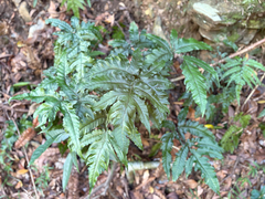 Tectaria subtriphylla, photograph (c) 黃美滿, some rights reserved (CC BY)