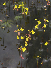 Utricularia odorata