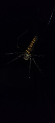 Nephila pilipes