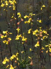 Utricularia odorata