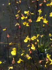 Utricularia odorata