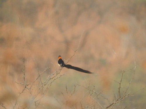 Sahel Paradise Whydah (Vidua orientalis), photo 2