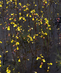 Utricularia odorata