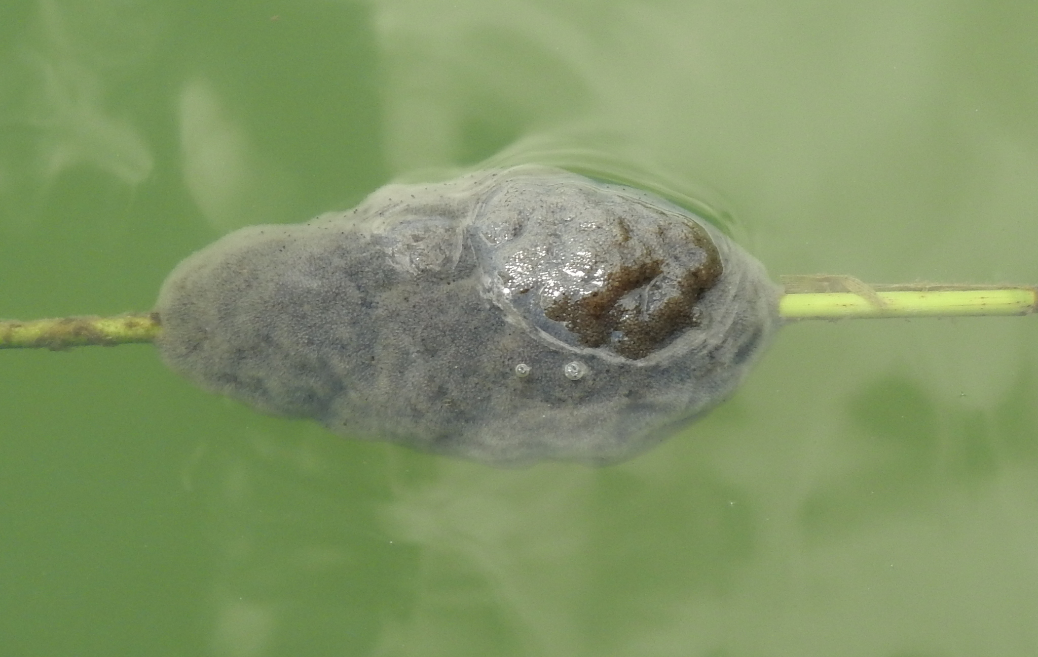 Plumatella fungosa (Pallas, 1768)