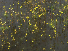 Utricularia odorata