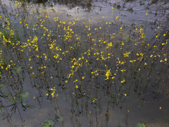 Utricularia odorata