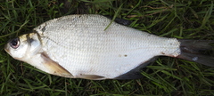 Blicca bjoerkna