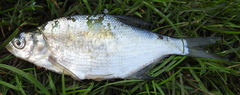 Blicca bjoerkna