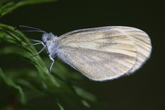 Leptidea sinapis