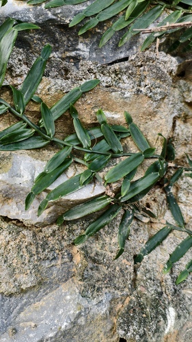 Pothoidium lobbianum observed 2025-12-30