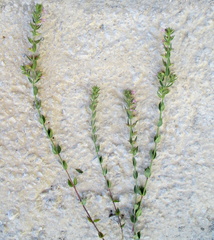 Micromeria graeca