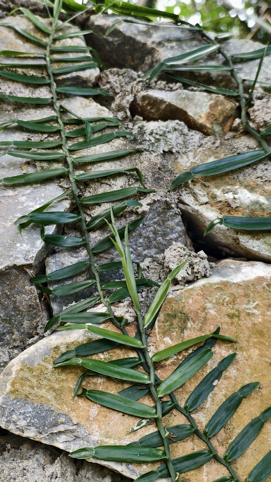 Pothoidium lobbianum — ảnh 3