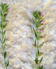 Micromeria graeca