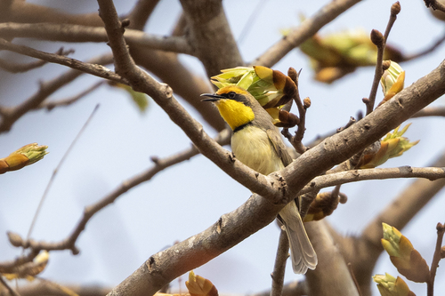 iNaturalist image