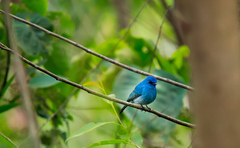 Eumyias albicaudatus