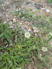 Chamaesaracha coniodes