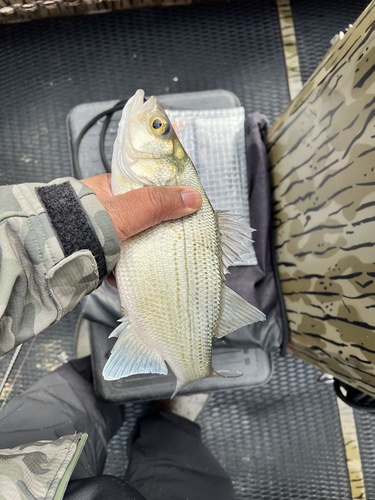 Bass (Morone chrysops) — Moronidae — 5