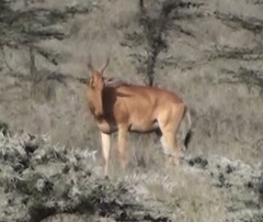 Alcelaphus buselaphus