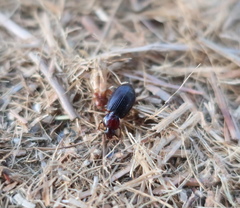 Carabidae