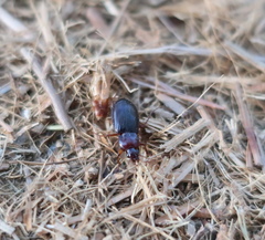 Carabidae
