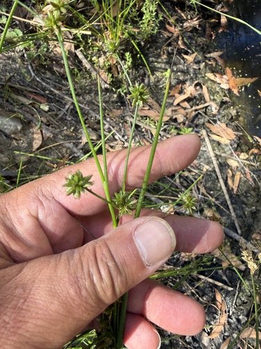 Juncus holoschoenus observed 2026-01-04