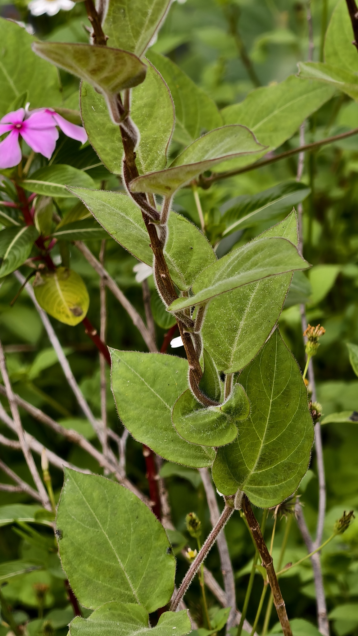 Paederia lanuginosa — ảnh 2