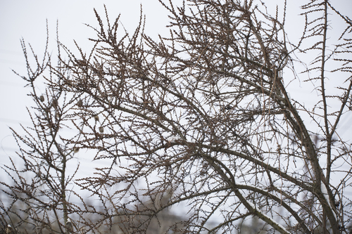 Hippophae rhamnoides