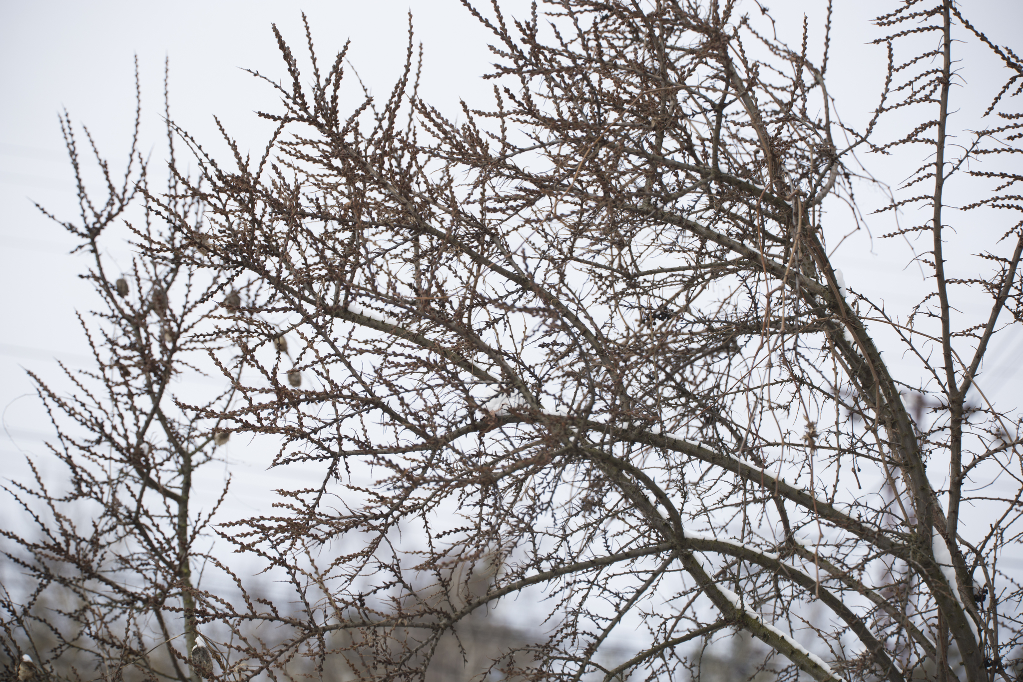 Beispielbild: Sanddorn (Hippophae rhamnoides)